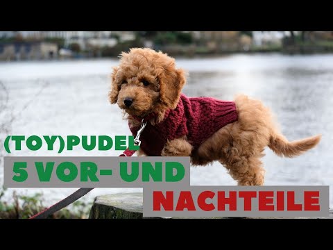 Toy Poodle Pros and Cons: Do you really want a Poodle?