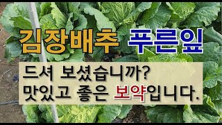 김장 배추 푸른 잎 드셔 보셨습니까? 맛있고 좋은 보약입니다. #김장배추 잘 가꾸는 방법 # 김장 배추 수확…