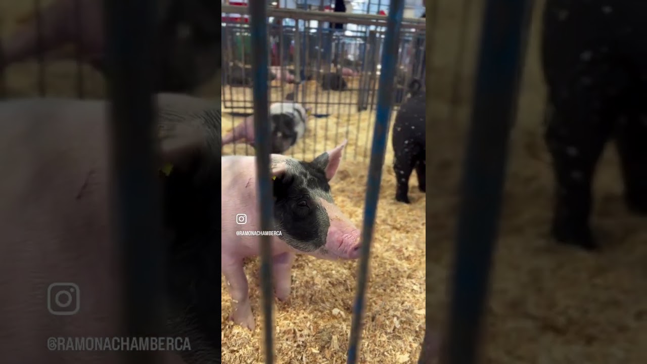 2025 Ramona Junior Fair final weekend during the Ramona Country Fair