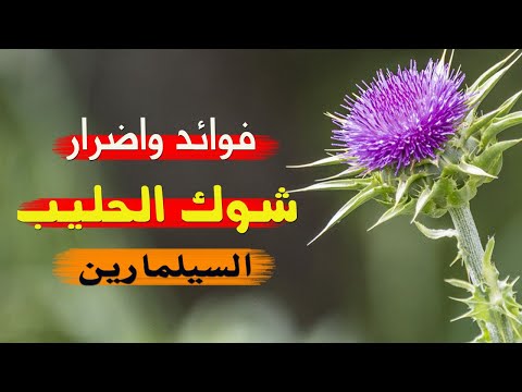 فوائد واضرار شوك الحليب - لهذه الأسباب أنصح بشدة بتناول الخرشوف البري