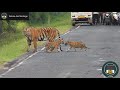 Tiger Cubs Crossing the Road with their Mama. #NatureAndHeritage🐯. |Wildlife's| |Wild Animals|