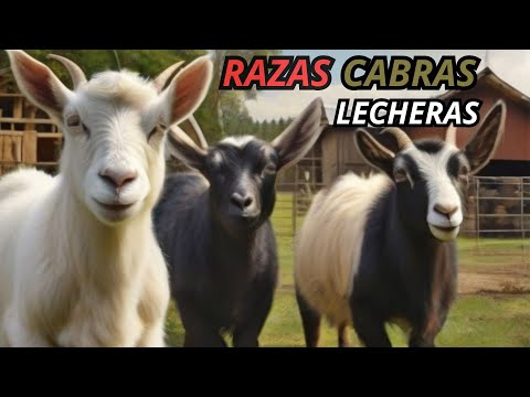 , title : 'Mejores 4 Razas de Cabras Lecheras en el Mundo'