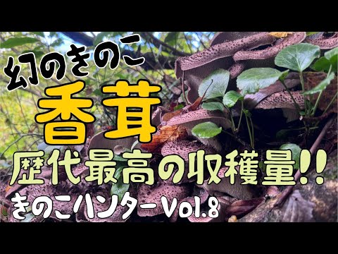園芸 海と大陸の間の砂丘キノコ