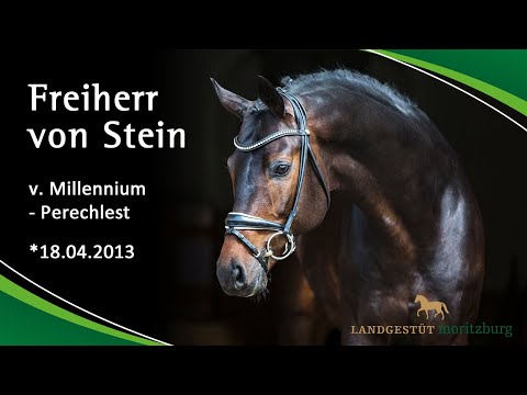 FREIHERR VON STEIN v. Millennium - Perechlest