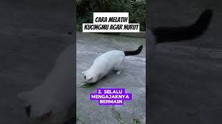 Download lagu Cara melatih kucingmu agar nurut mp3 Download lagu Cara melatih kucingmu agar nurut mp3