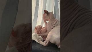 ツンデレ猫アレクサンドラ【スフィンクス】