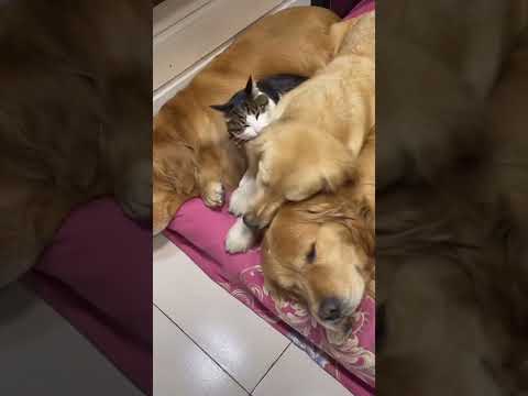 Why a Simple Kennel Beats Fancy Pet Housing: Real Pet Comfort Tips