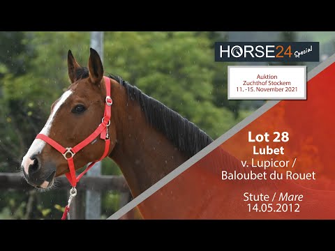 Horse24 Special - Auktion Zuchthof Stockem: Lot 28 Lubet Stute v. Lupicor - Baloubet du Rouet