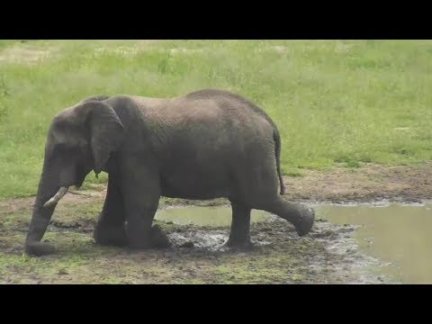Djuma: Lone Elephant bull doing some exercizes while at the dam - 09:55 - 01/30/19