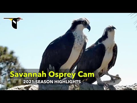 2021 Savannah Osprey Cam Season Highlights | Cornell Lab | Skidaway Audubon