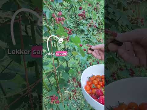 Feromoonval fruitmot monteren - video