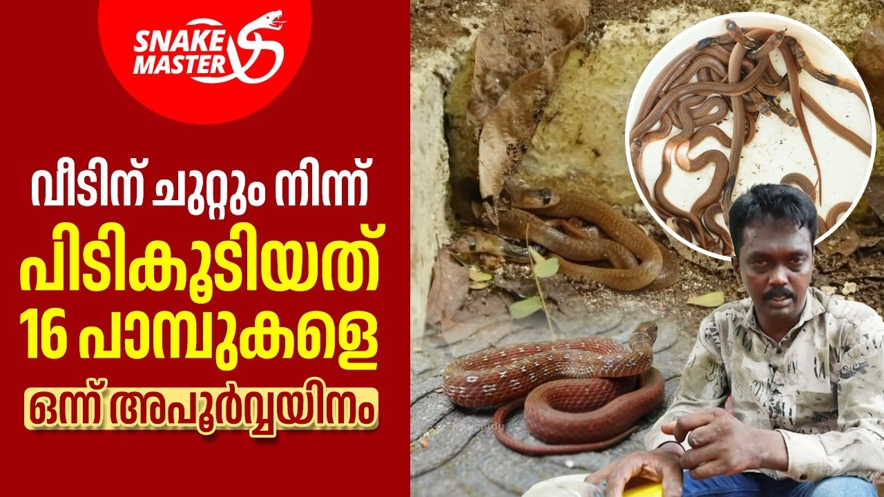 Vava Suresh Rescues 16 Snakes from a Single House Vava Suresh Rescues 16 Snakes from a Single House
