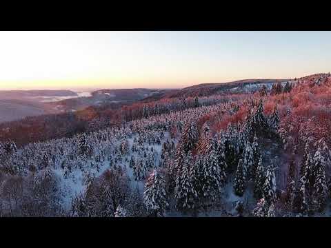 ComuniCAT en el bosque