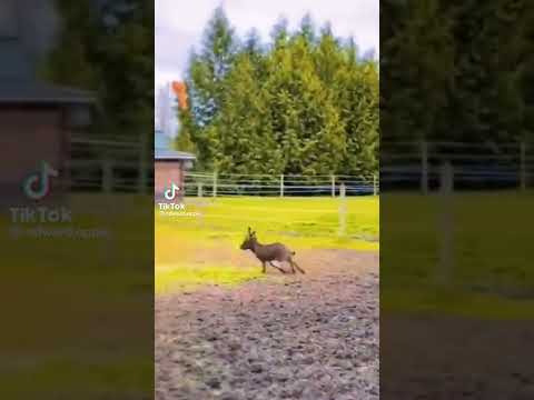 TikTok funny video 🤔 munib