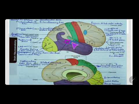 AUDITORY CORTEX | ACOUSTIC AREA | BRODMANN'S AREA 41, 42, 22 | AUDITORY ASSOCIATION AREA | Dr. SAM