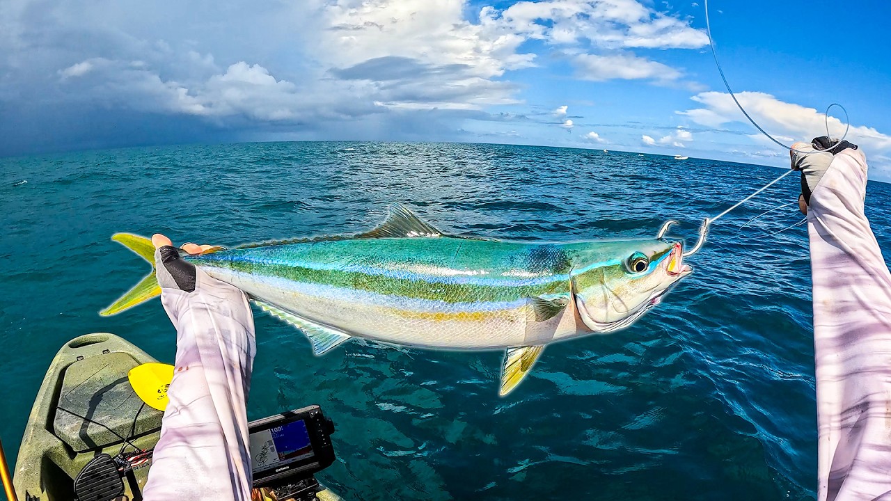 Fishing HUGE Live Baits from Kayaks for Pacific Giants