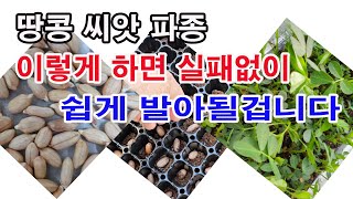 땅콩 씨앗 파종 이렇게 하면 실패 없이 쉽게 발아될 겁니다.(씨앗 파종, 종자 심기, 채소 파종, 땅콩 씨앗…