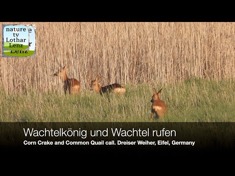 Wachtelkönig und Wachtel rufen. Corn Crake and Common Quail call. Dreiser Weiher, Eifel, Germany