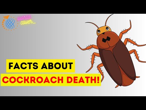 Why are cockroaches so hard to kill?