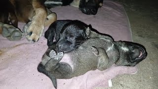 OMG! puppies like milk so much then start to argue | BOBO Official