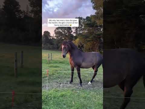 Nina hack: if unmotivated, walk her past something she can put a foot in or on 😂