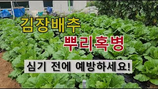 김장배추 뿌리혹병 심기 전에 예방하세요! #김장배추 밭만들기 #김장배추 토양살균제