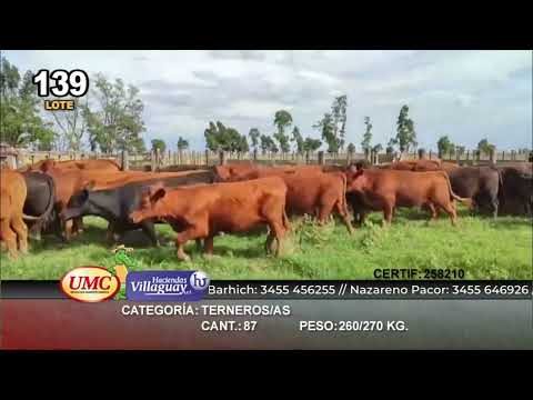 Lote 87 Terneros/as en Gral. Lamadrid, Buenos Aires