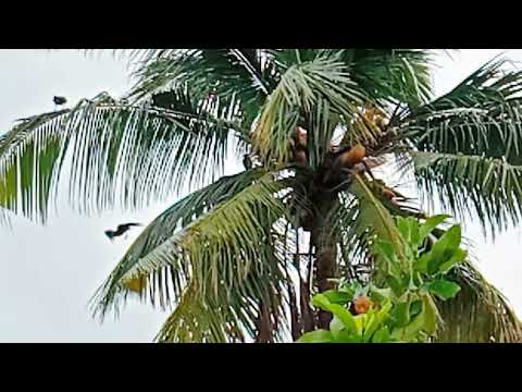 A beautiful rainy morning 🌦️with our birds 🐦