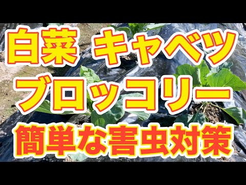 灰色のキャベツのアブラムシは有害ですか?すぐに駆除できますか?  庭園