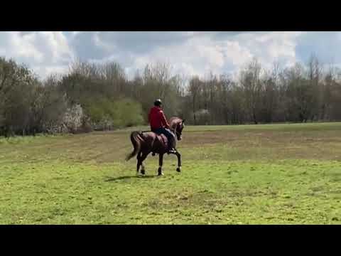 KWPN approved Gelderlander stallion Sirius (Zichem x Goudsmid)