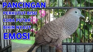 Download lagu Perkutut Lokal Gacor Suara Super Kristal - Pancingan Malas Bunyi  (99%AMPUH BANGET) mp3