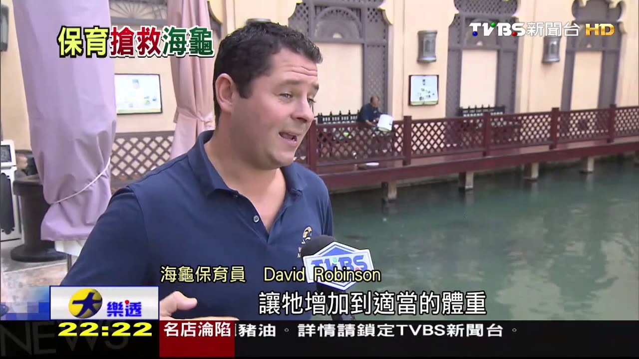 隱身奢華帆船飯店 杜拜治療受傷海龜