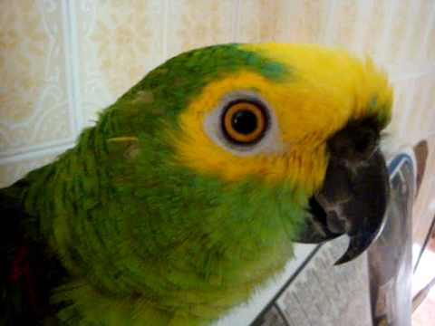 Papagaio Tico, GOL do Palmeiras! Não, do Corinthians!