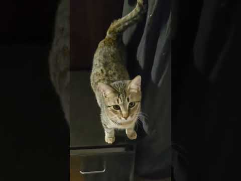 Cat for adoption - Buster and Renfield, a Domestic Short Hair in Little Rock, AR | Petfinder