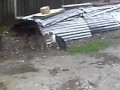 1, драка котов, весна ударила в голову 