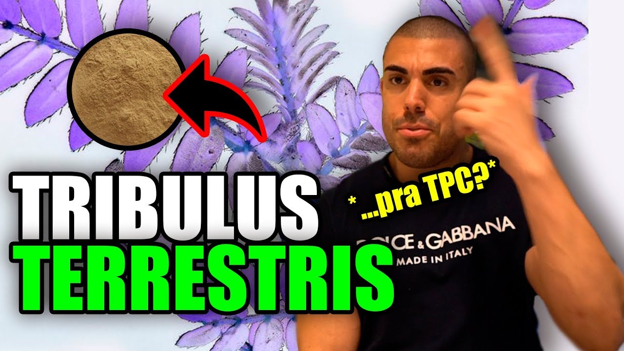 Tudo sobre tribulus terrestris