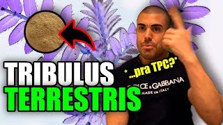 Tudo sobre tribulus terrestris