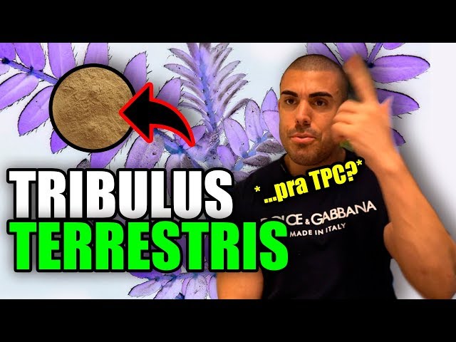Video Pronunciation of Tribulus Terrestris in English