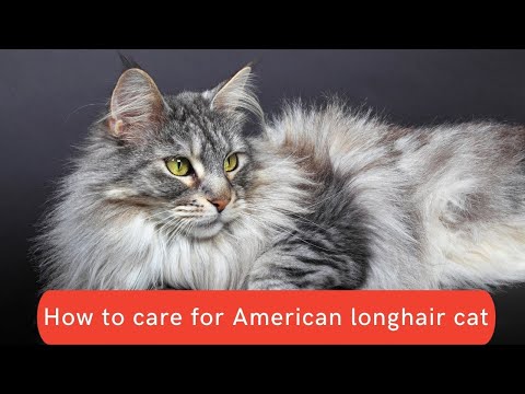How to care for American longhair cat updated 2021
