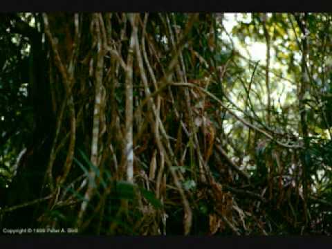 Old Skool Jungle -Track 01