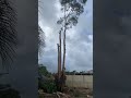 IMG Climber Treeclimbing Treecare Treeremoval Treecutting Arborist