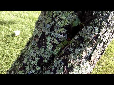 These Are Carpenter Ants Here in Wall Township, NJ