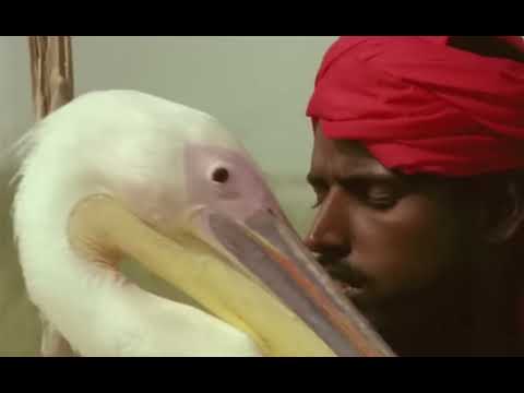 The Pelican of Ramzan the Red - The Lords of the Animals