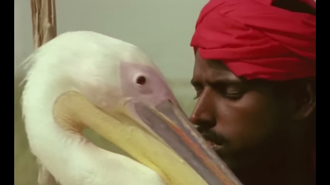 The 3 Best Documentaries About Pelicans