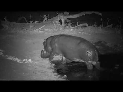 Djuma: Lone Hippo gets out of pan for a drink then moves off - 19:10 - 10/23/19