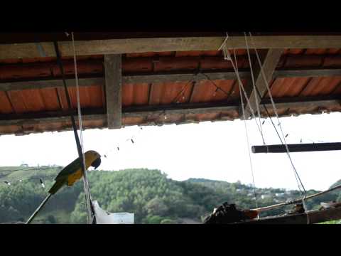 MAITACA DOMESTICADA COMO "COCOTA" EM SANTA MARIA MADALENA RJ