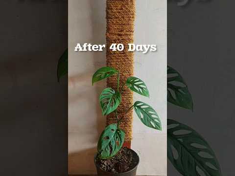 , title : 'Watch My Monstera Epipremnoides Thrive in Its New Planter with support stick. 40 Days of Growth'