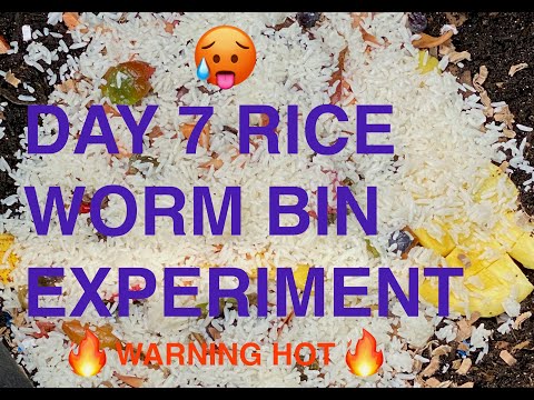 Rice Experiment Update 1 Worm Composting + Hot Bin Not Good! Outdoor Worm Bin Vermicompost Worm Farm