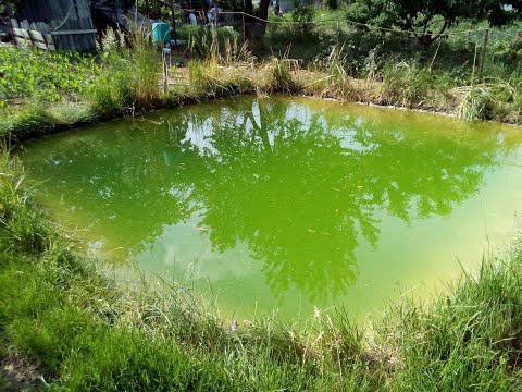 Building an artificial small pond in my backyard with no water source