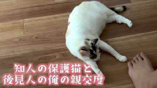 知人の保護猫の後見人として四ヶ月経過、仲良くなってきたかもしれない (元成猫野良猫)